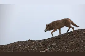 1、2、3、4、5、6、7……赛里木湖，七匹狼出没！图片