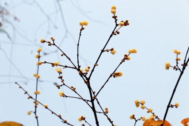 元旦迎最佳观赏期！重庆这里的腊梅开始飘香→