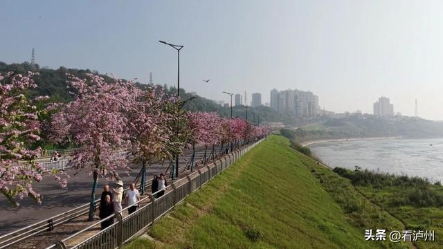 泸州限定浪漫！二环路、兆和路迎来紫荆花盛放期