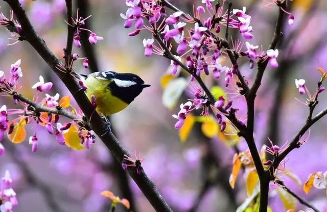 广元不远 周末优选｜不如见一面，顺便玩一圈！清明假期带你玩转唐家河