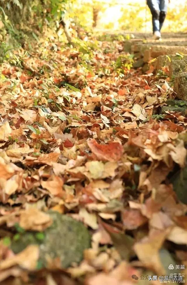 现场报道:这条离市区很近的著名红枫古道已枫情万种,徒步正当时