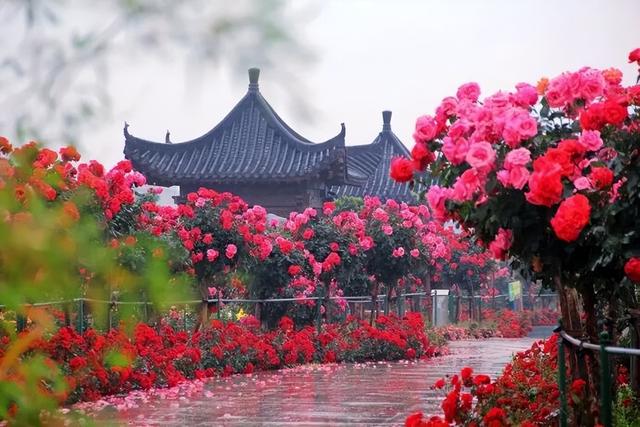 一园月季韵，满城春日情｜中国月季园月季文化系列活动重磅登场