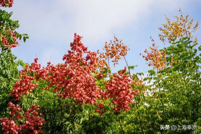 秋之栾树，限时浪漫上线，速去打卡→