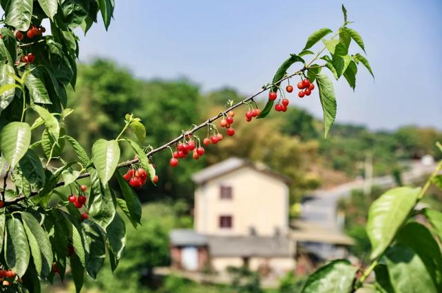 “恩桃儿”熟了!两江新区樱桃进入最佳采摘期,速冲!