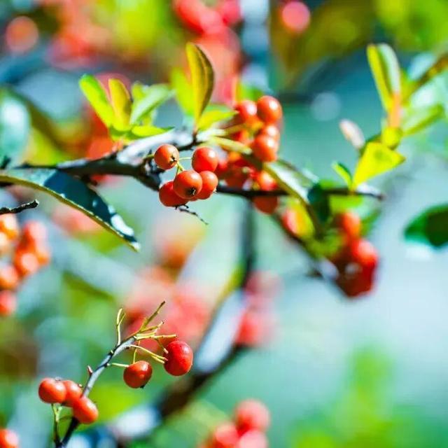 打卡限时浪漫，一键收藏隐珠街道最美秋色！