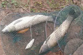 玉米窝饵料配方汇总：野钓大鱼，怎么也要备上一种图片