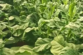 年入十万，云南烤烟种植收益可观，很多人却放弃了原因是什么。图片