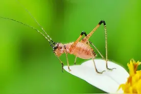 手机微拍不要太随意，如此操作何愁不清晰图片