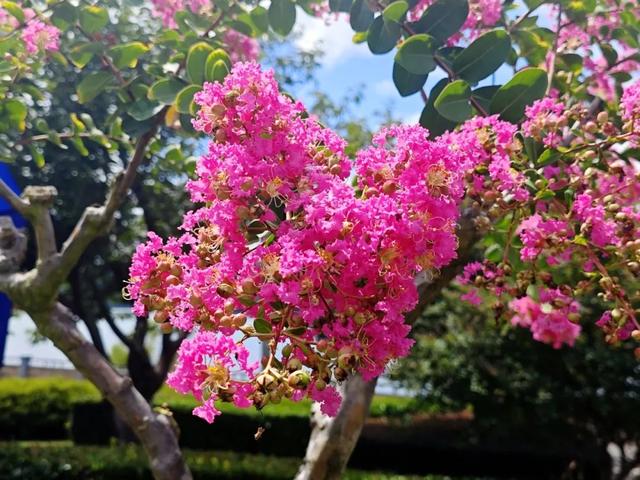 一封来自千岛湖的夏日情书，署名：紫薇花园