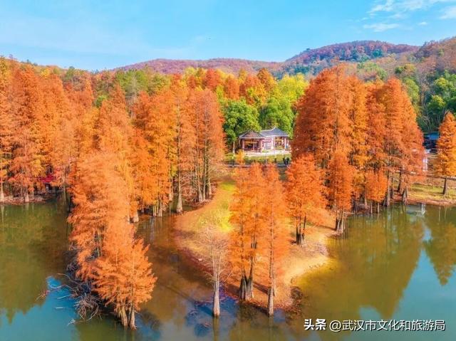 从水杉红到锁情台，每一步都踩在秋的调色盘上|九真山秋游全攻略