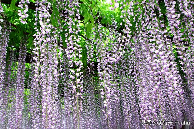 玉渊潭公园紫藤花开，诗意满满，演绎“一帘幽梦”的极致浪漫