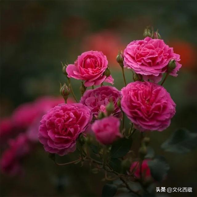 藏不住了！西藏新增14个国家4A级景区，你认识几个？