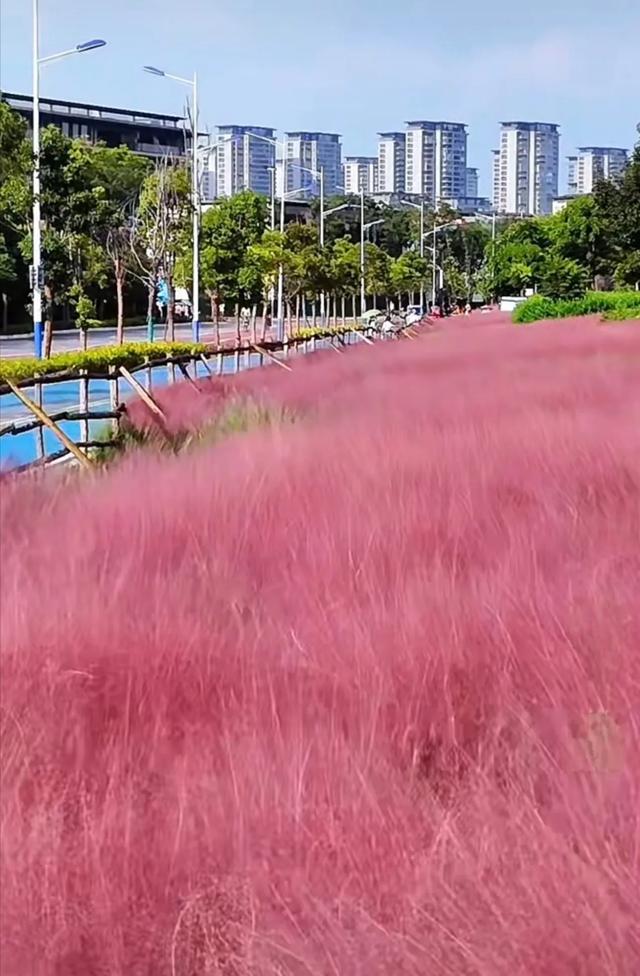 溜进后海看粉黛乱子草花海，哈哈，好开心
