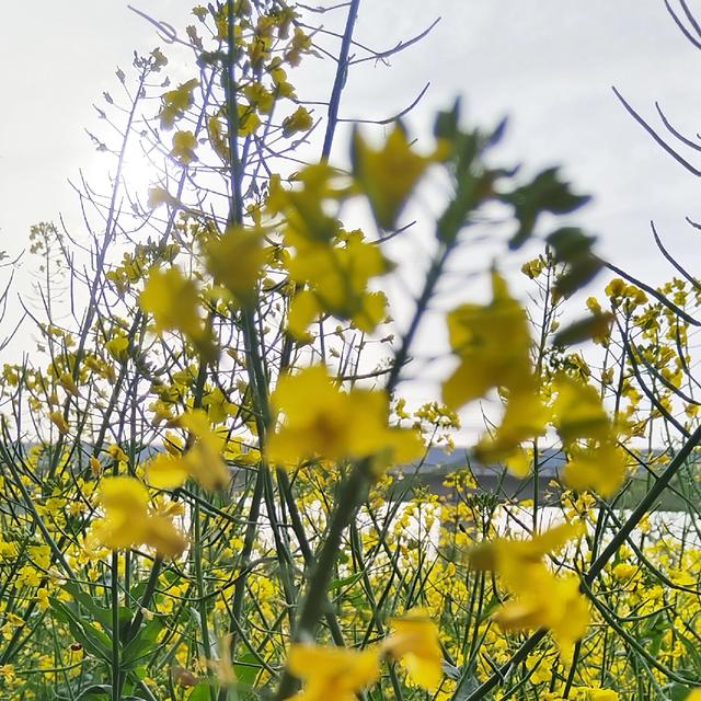 春天是从山开始醒的，不信你去山里看看