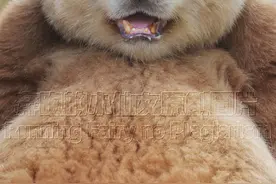 七仔:最不能惹的大熊猫之一图片