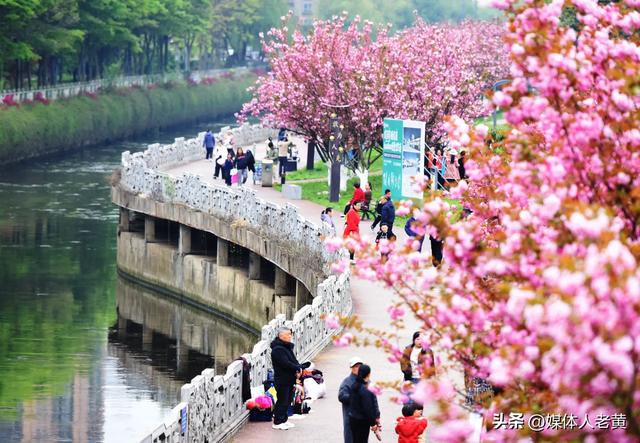 六盘水水城河畔樱花竞放引客浪漫踏春