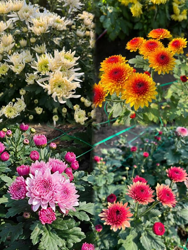 塘坊李的菊花开疯了