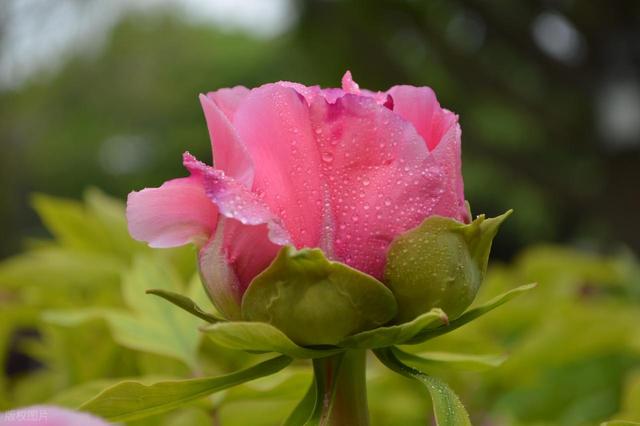 牡丹花海醉游人