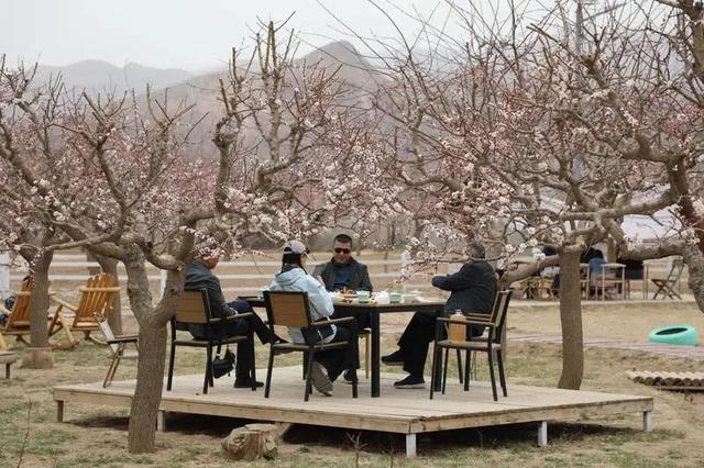 陇上杏花第一村——东乡唐汪杏花的诗意与烟火