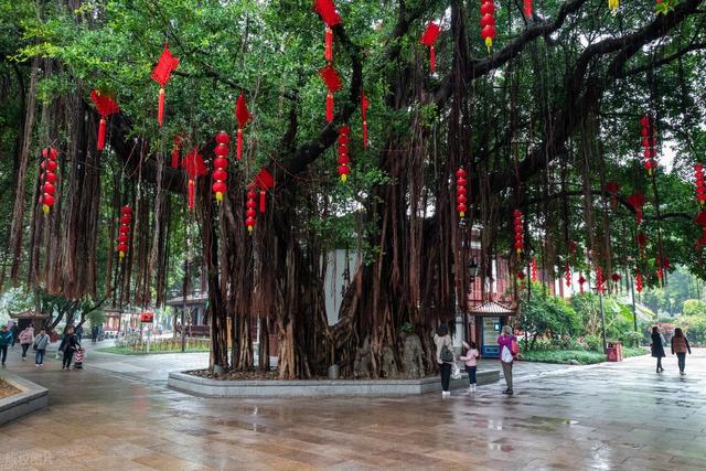 原来海边城市可以这么安静！福州：满城榕树下，藏着最真实的闽都