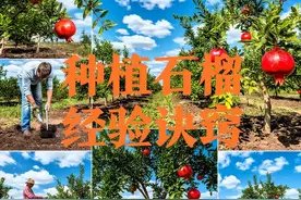 种石榴树十年总结：做好这五点，年年结出又大又甜的石榴！图片