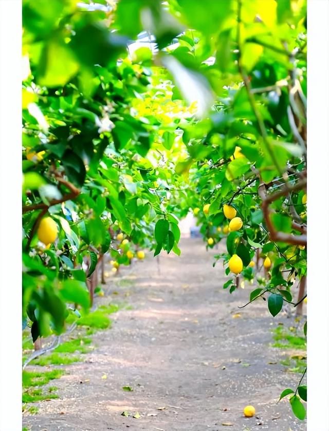 奶茶营销的下一站：联名款退烧之后该怎么办？