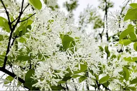 阜阳人都在等！唯一的一棵，开花了图片