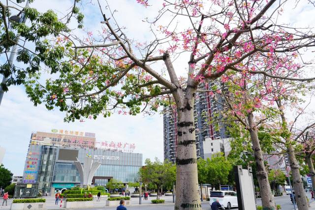 一路一花开，四季如诗“里”