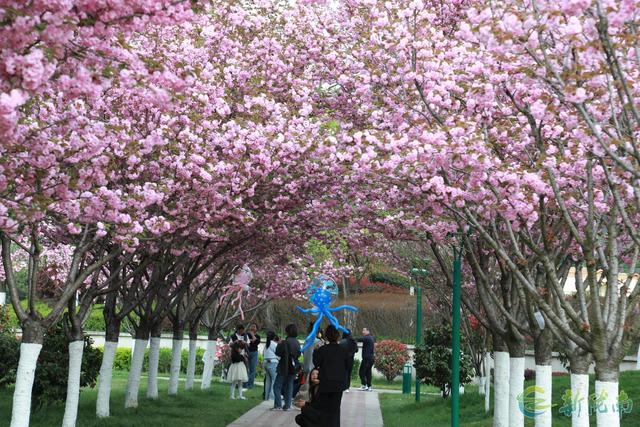 徽县：樱花节会醉游人