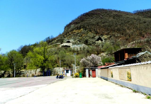 闻名省内外的“本溪地区最大的野生映山红花海”即将迎来观赏季