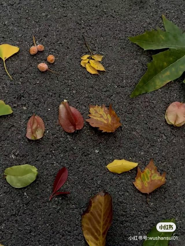 临沂秋日捡秋啦 | 把秋天，装进你的时间胶囊~