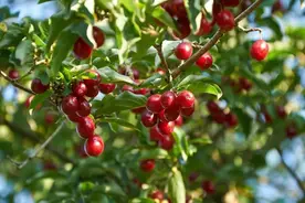 “遥知兄弟登高处，遍插茱萸少一人”中的茱萸是什么？图片