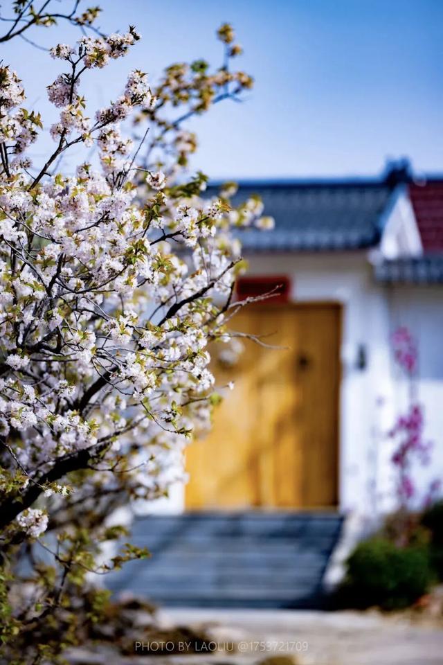 即将进入颜值巅峰！就在日照这些地方！