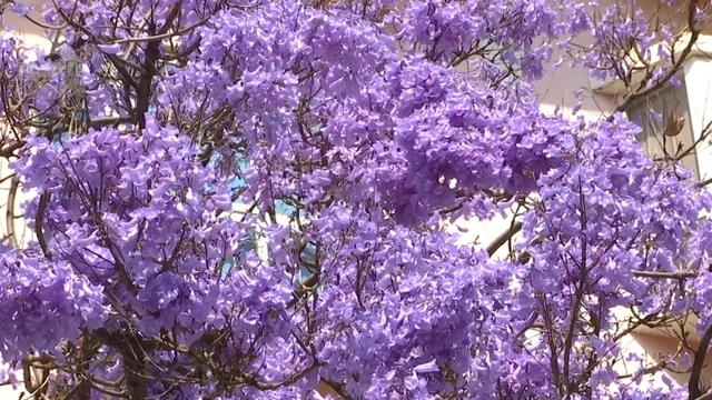 “Color Walk”火了!在昆明,用颜色解锁一座城