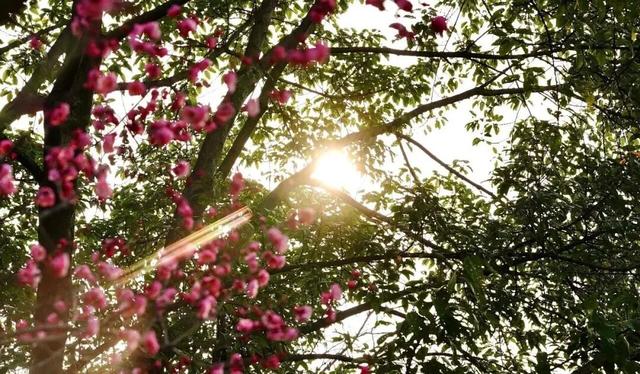 轨道公交直达！重庆红梅花海已上线，速来打卡→