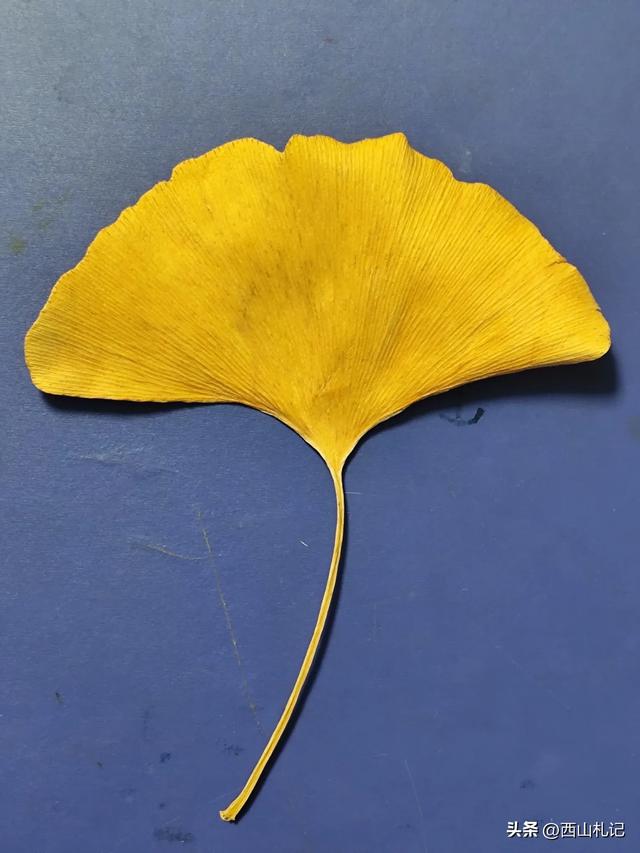 五线小城里的银杏大道,美翻全网的深秋景色原来在这里