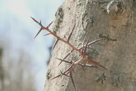 手上扎木刺不要用针挑，教你一招让刺自己跑出来，简单快速地解决图片