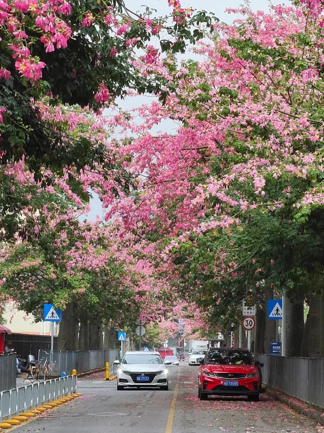 寻觅秋冬季粉色浪漫：深圳十个邂逅异木棉花开的地方