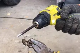 掏空120万只蜘蛛，4年才织出一件黄金斗篷，活蛛抽丝丝尽会死吗？图片