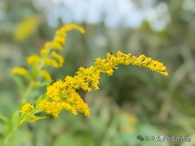 这处以玻璃栈道、落日观景和悬崖木亭而闻名的网红地，你可去过