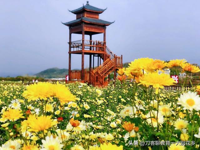 麻城旅游：2025年金秋，麻城五脑山菊花大观园福菊飘香，花海烂漫