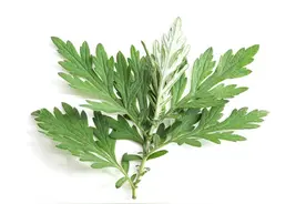 温馨提示：家里有晒干的艾草不要扔掉！存放在家里有5大用处图片