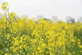 快收藏！郑州人不能错过的赏花攻略～图片