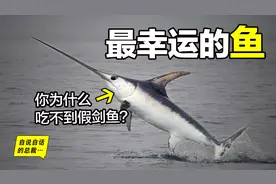 剑旗鱼：从神圣美味到贱价出售，为什么从没有人做假剑鱼？图片
