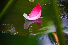 郑州蝶湖公园：雨中荷花别样美图片