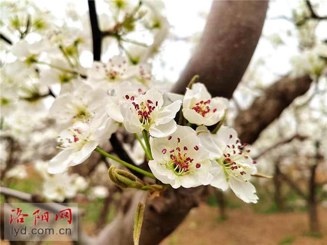 如云似雪！洛阳孟津藏着一片绝美梨花花海