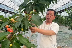 用手机“种”樱桃，一斤卖出120元，洛阳这位大叔“赢麻了”图片