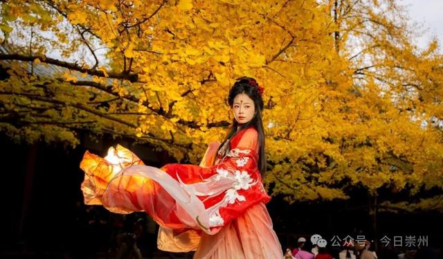 爆料！除了赏银杏，罨画池还有这些玩法~