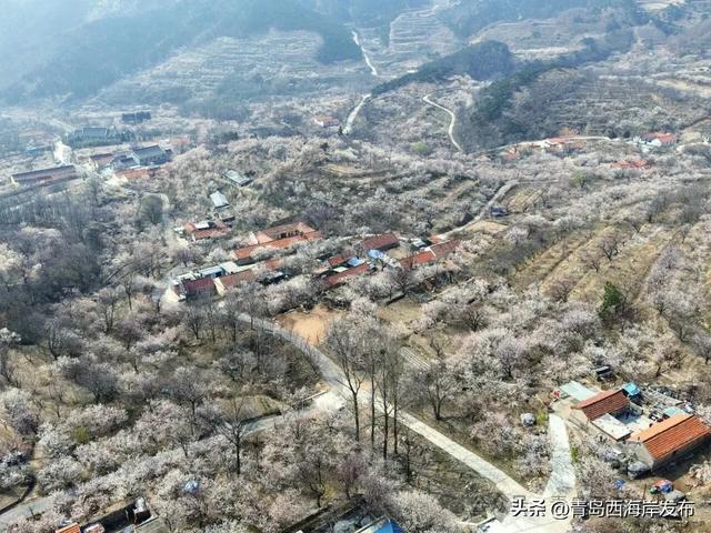 大崮村樱桃花海，全盛开放！