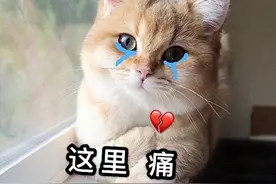 养猫人的忠告：不要轻易养母猫，原因很真实！图片